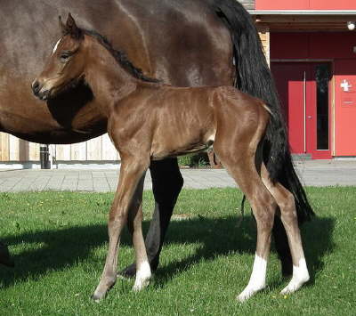 F14Fatima-Total Genial