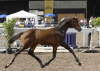 Lord_LeopoldSuedd Fohlenchamp II Meder 0807PhMSchreiner
