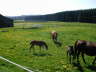 Fohlenweide-1