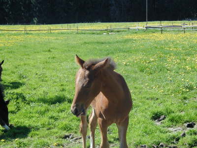 Fohlenweide-4