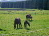 Fohlenweide-5