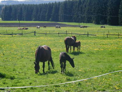 Fohlenweide-5